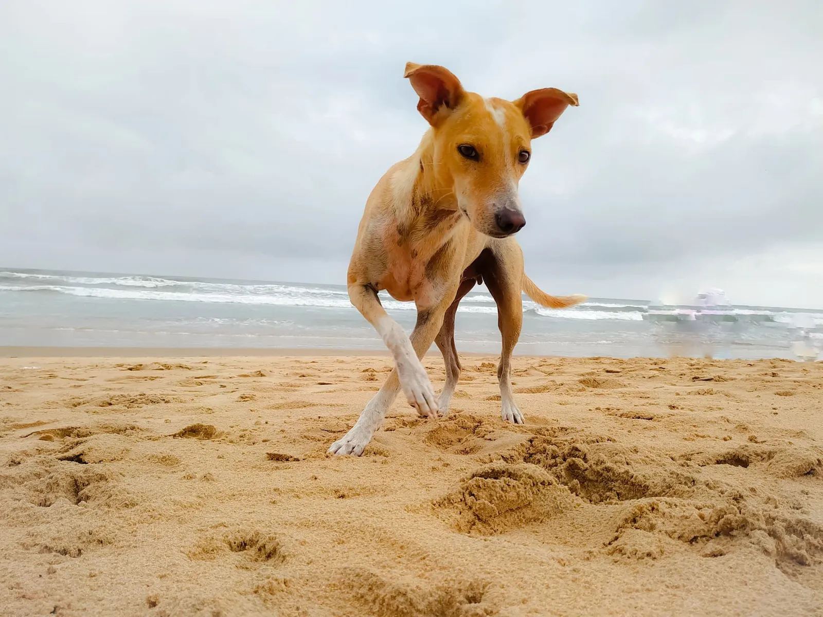 Dog walking on a sandy beach