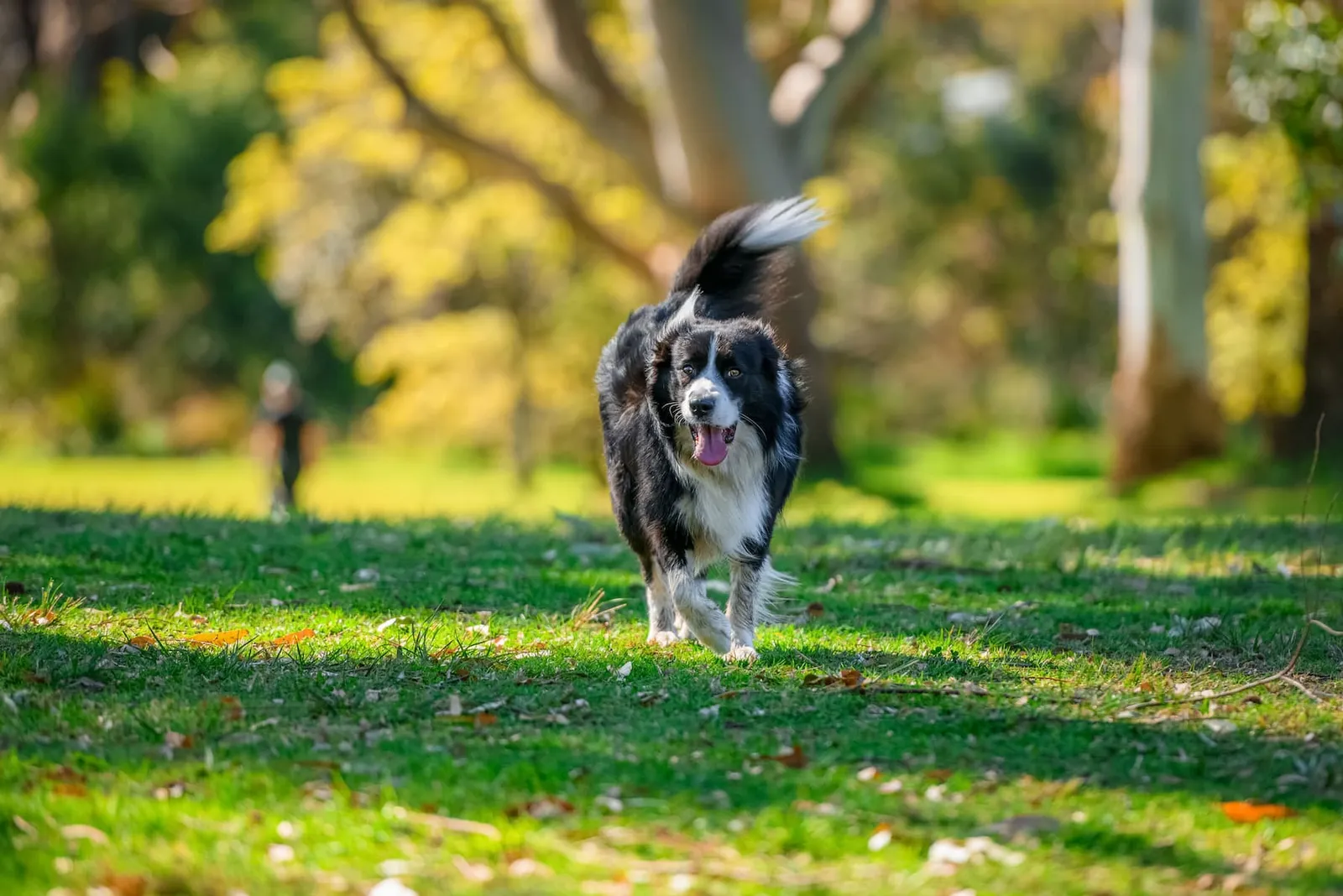 Dog running in a green park