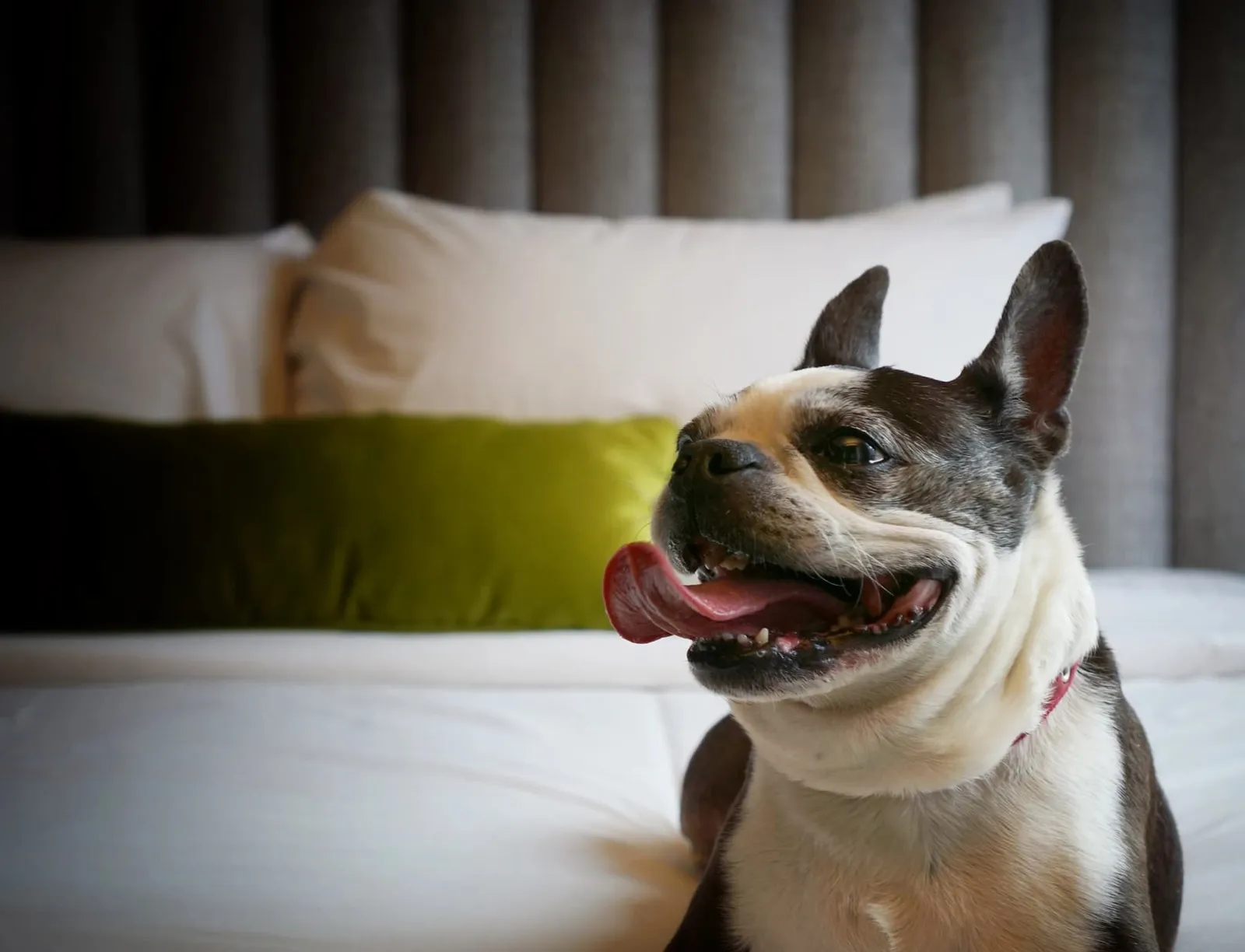 Dog relaxing in a hotel room